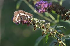 アサマイチモンジ　DSC_8894