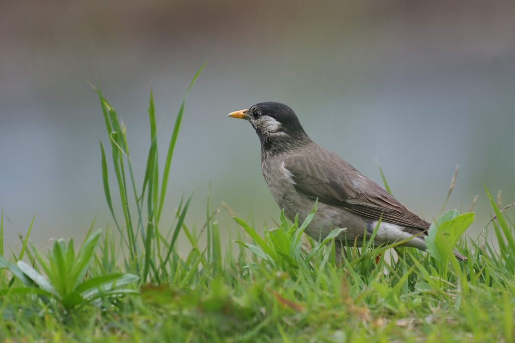 ムクドリ　　DSC_4541