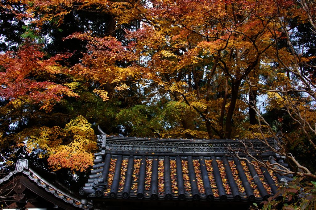 晩秋の岩船寺山門　　　DSC_5917