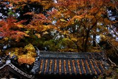 晩秋の岩船寺山門　　　DSC_5917