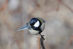 シジュウカラ　　DSC_5908