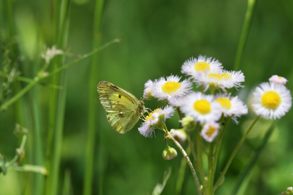 野の花にモンキチョウ　　DSC_7139