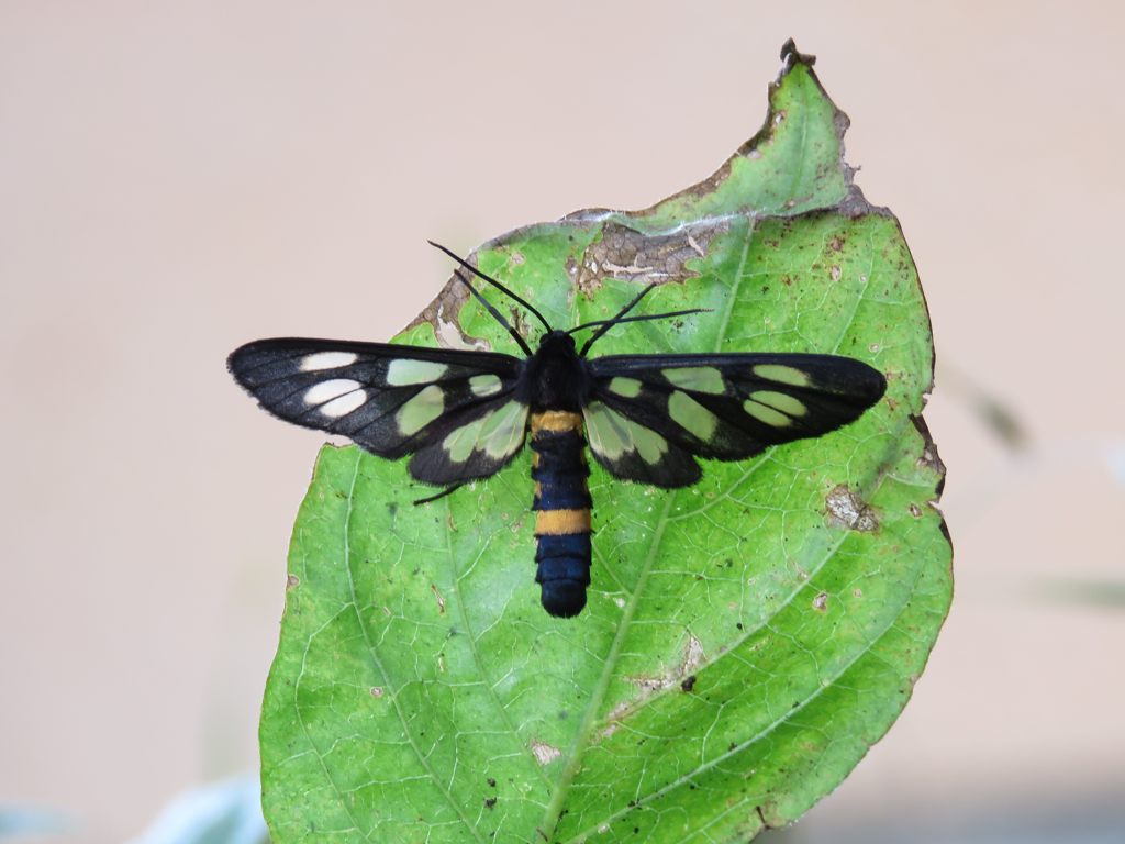 カノコガ　　IMG_1654