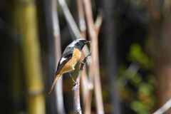 花より団子　　DSC_6112