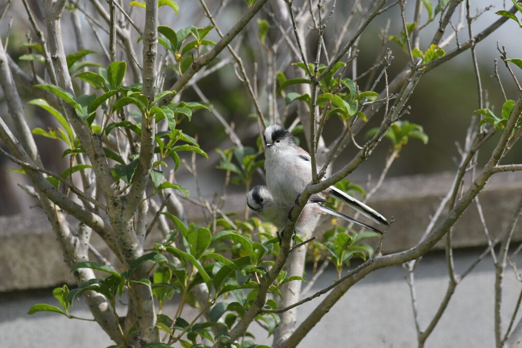 可愛らしい来客　　DSC_7954