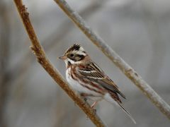 カシラダカ　DSCN3531