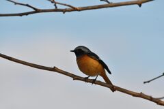 近寄らせてくれるジョウビタキ　　DSC_5651