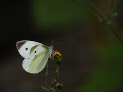 緑色を背景に　IMG_3553