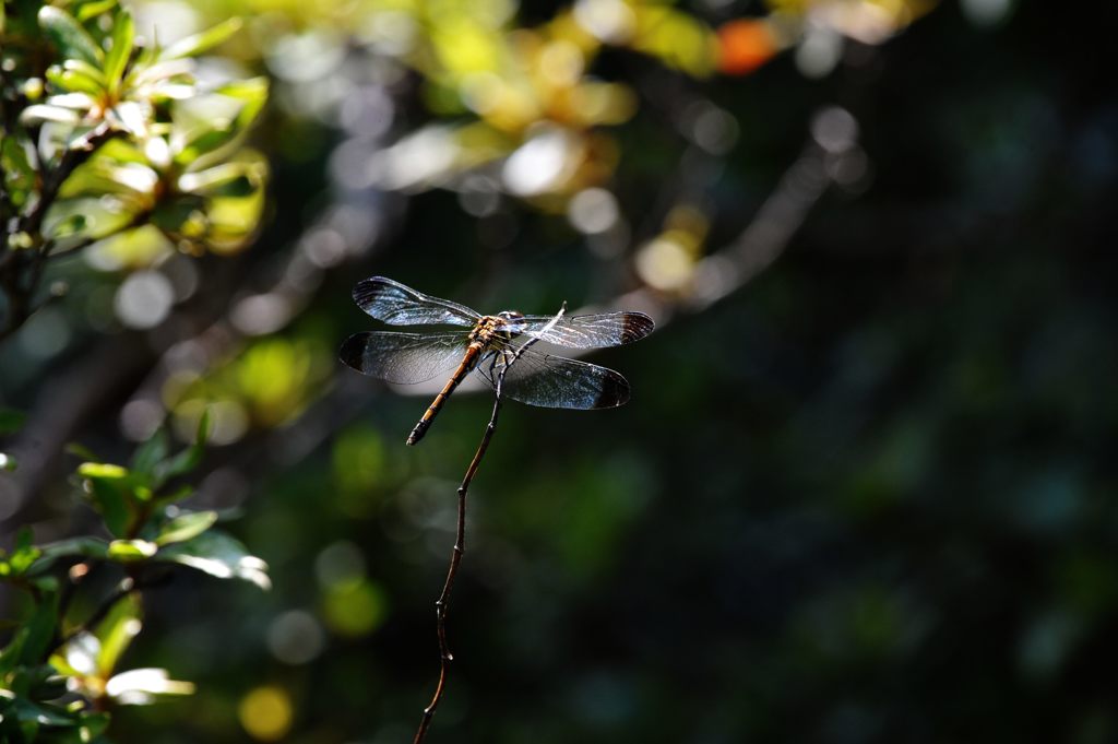 木陰で輝く　DSC_6487