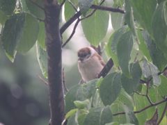 雨宿り　　IMG_1656
