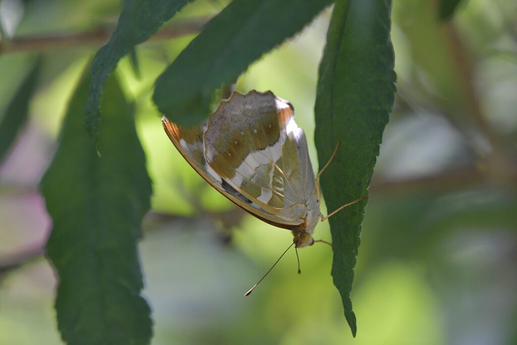 ブッドレアの木陰にて　　DSC_0532