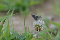 野の花にツバメシジミ　DSC_0427