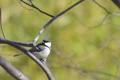 春を感じて　１　DSC_6433