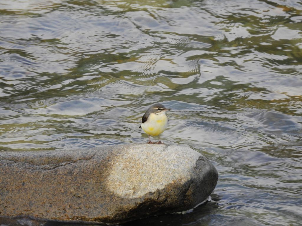 水冷たいでしょ？　DSCN0634