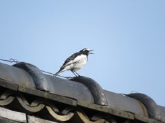 朝から元気！　IMG_2337