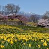 スイセン畑　DSC_7893