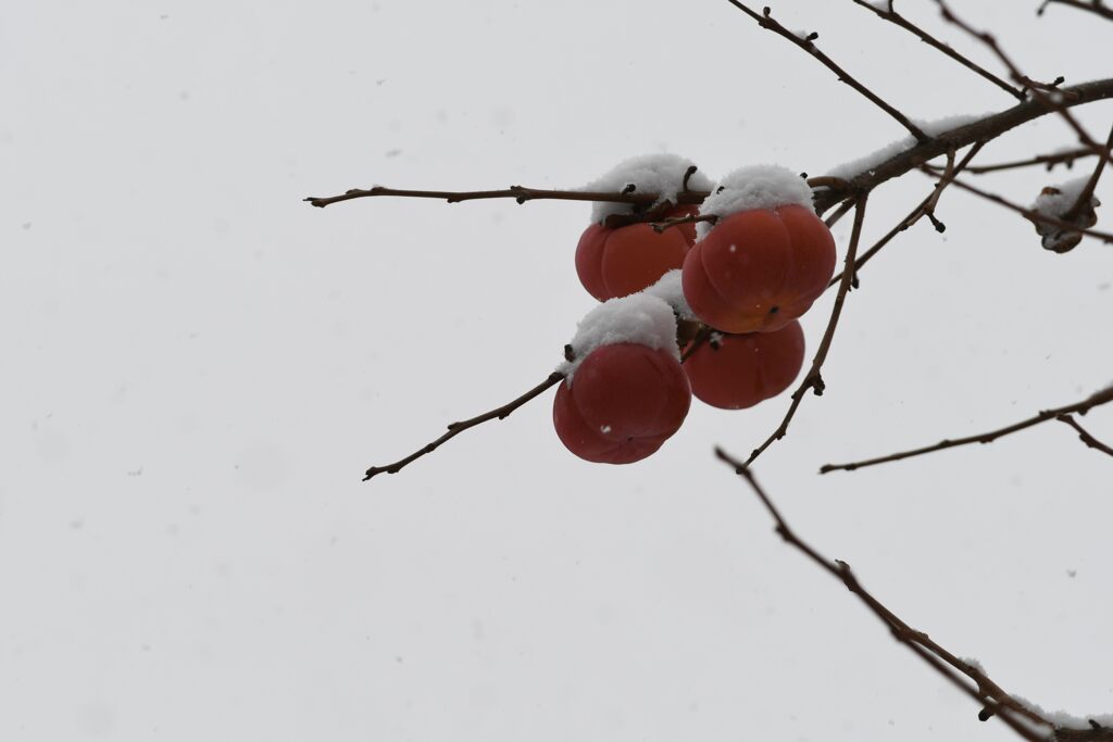 残り柿に雪　　DSC_3912