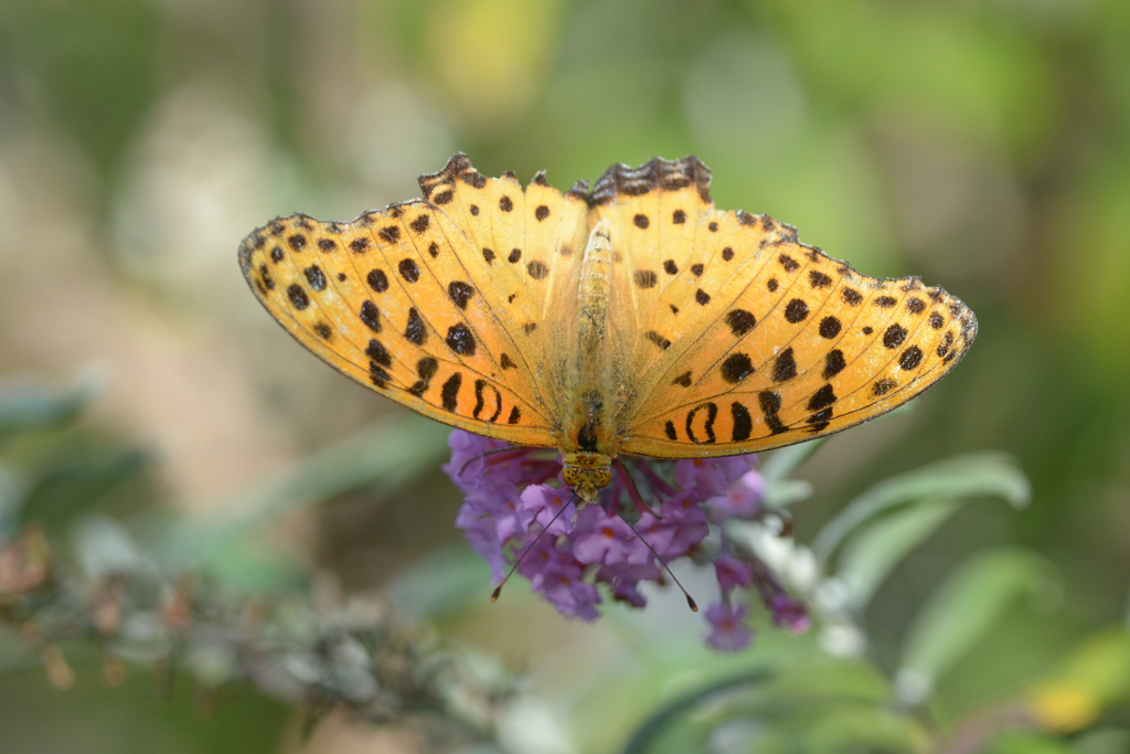 ブッドレアの残り花に　DSC_7864