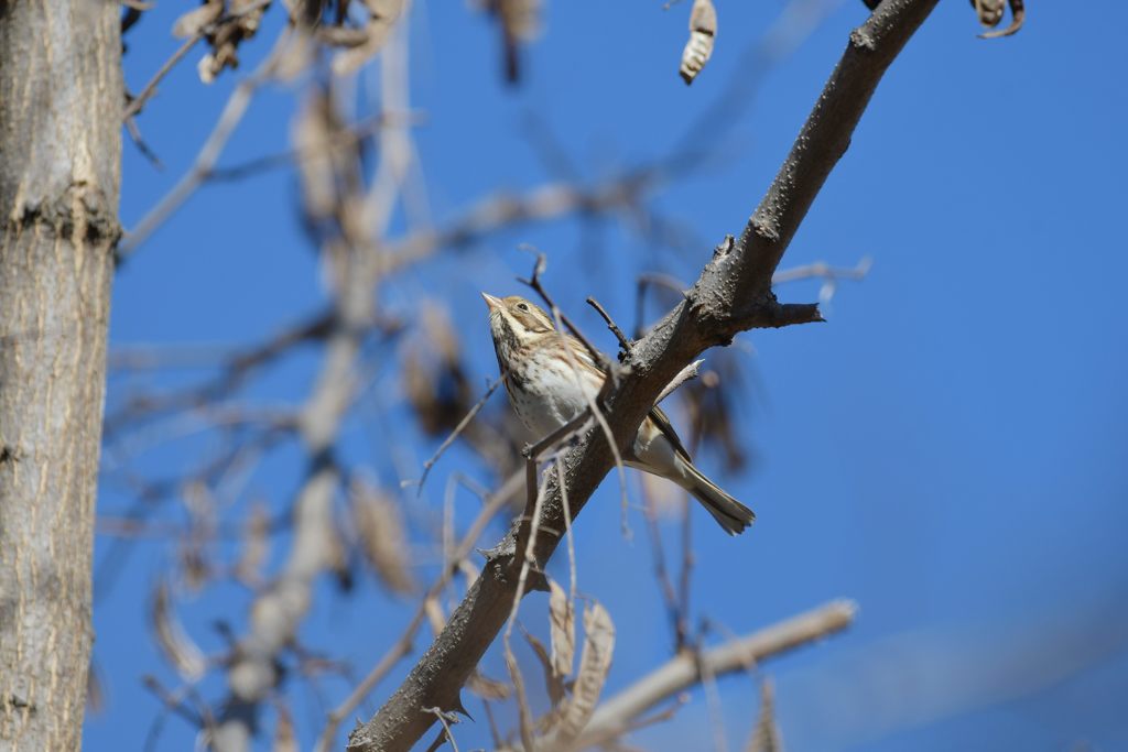 カシラダカ　３　DSC_3437