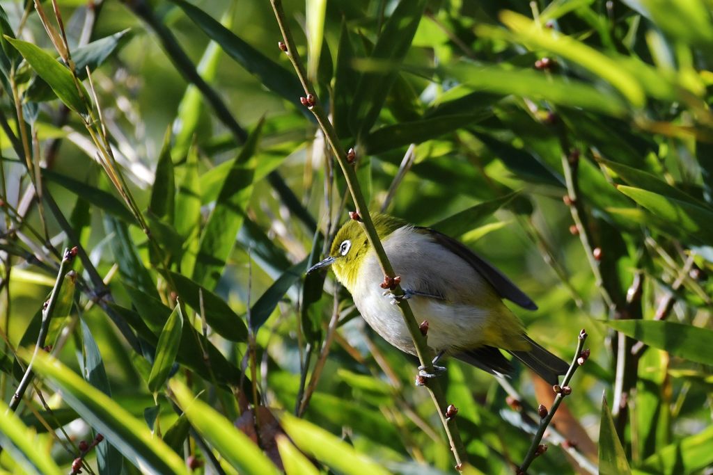 緑のメジロ　DSC_5273