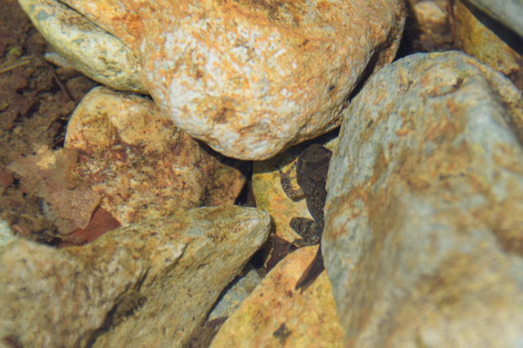 オタマジャクシ以上カエル未満　DSC_2952