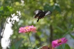 クロアゲハの舞　　DSC_1394