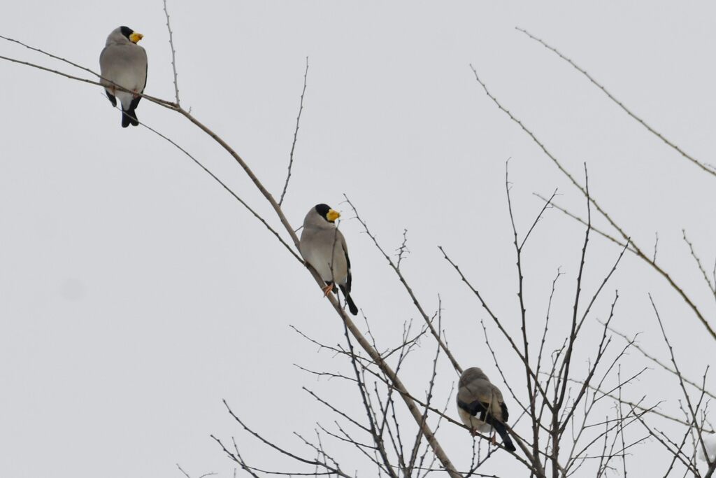 イカル　　　DSC_8561