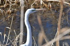 ニョキッ　　　DSC_7089
