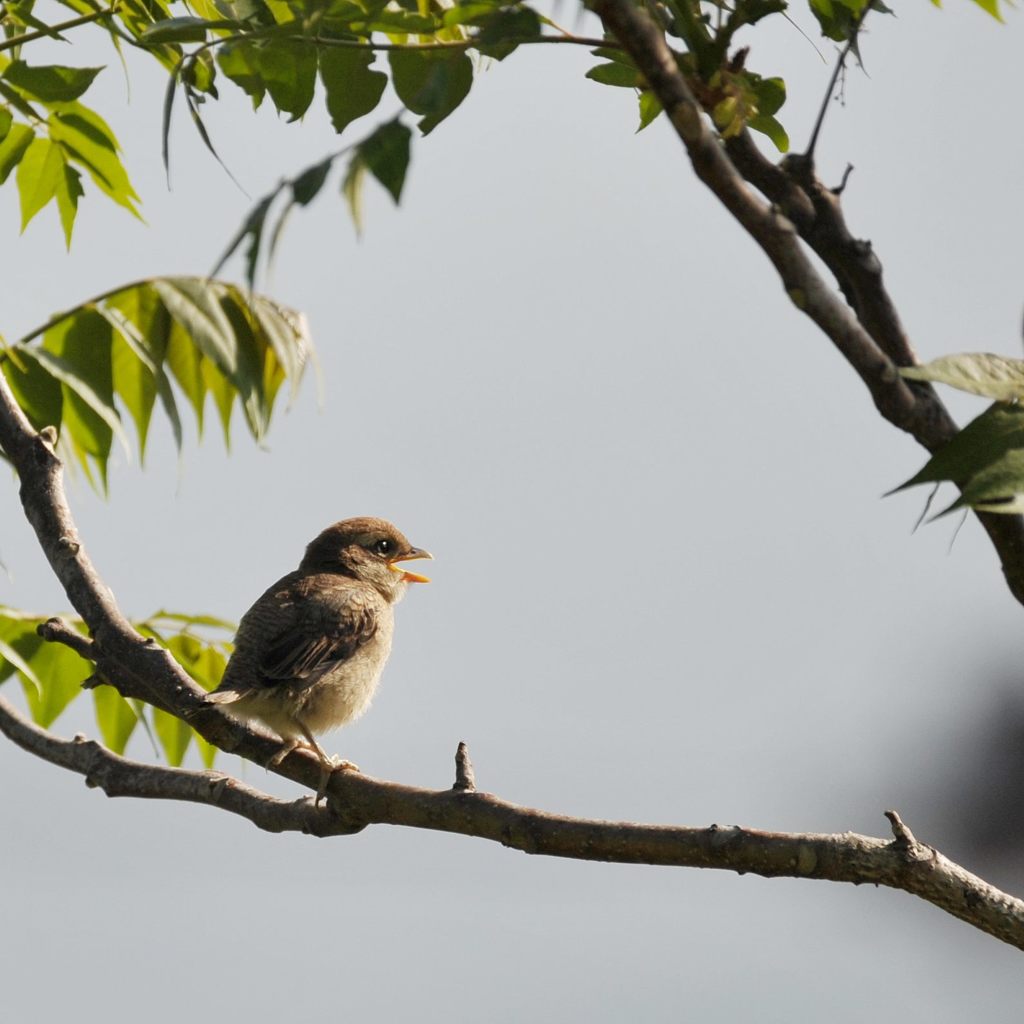 若鳥　DSC_3444