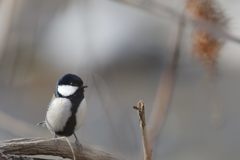 シジュウカラ　DSC_6773