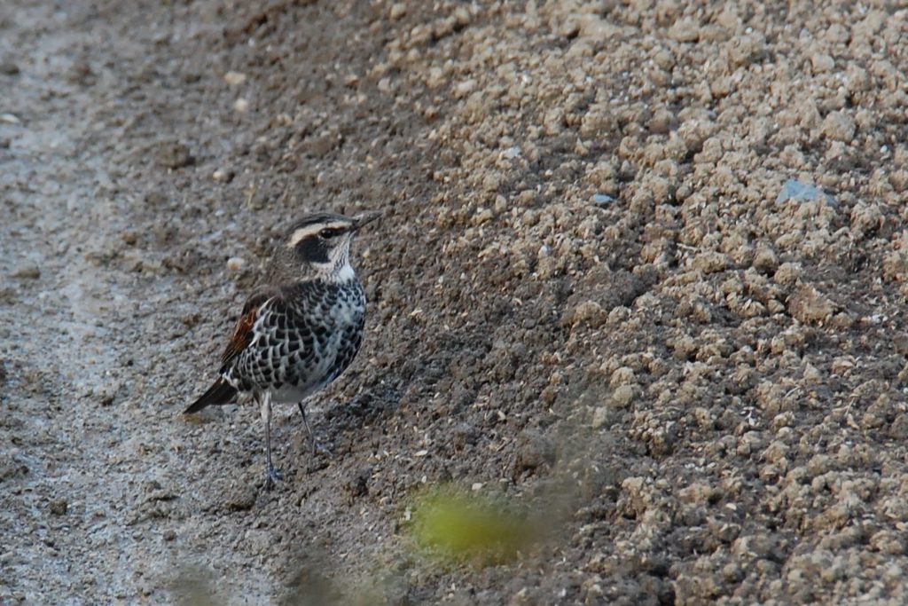 誰か呼んだかい？　　　DSC_5402