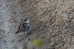 誰か呼んだかい？　　　DSC_5402