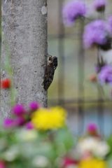 晩夏を飾る　DSC_5844