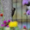 晩夏を飾る　DSC_5844