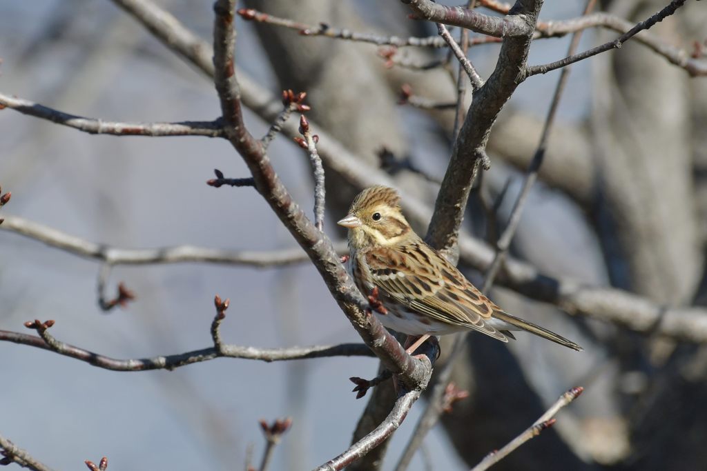 微笑み　DSC_4463