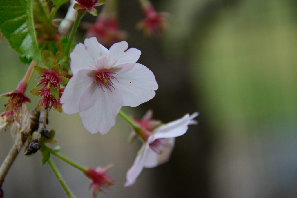 残り花　　DSC_3933