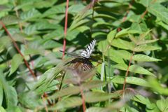 見慣れないチョウが・・・　　１３ｄｘ　DSC_2163