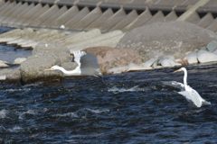 あっち行って！　DSC_2773