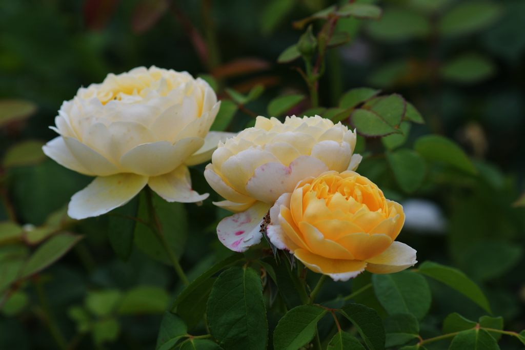 バラ散歩　７　DSC_0334