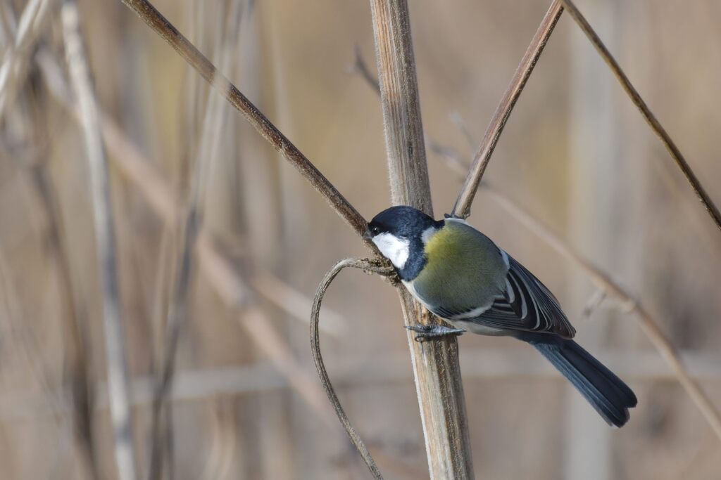 探す　　　DSC_4407