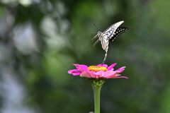 百日草にナミアゲハ　　DSC_9598