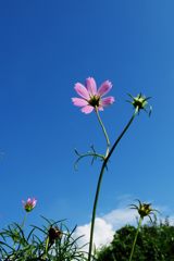 まもなく主役　 IMG_2173