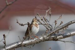 撮っているの？　DSC_6833