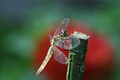 朝陽に翅輝いて　DSC_6711