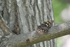 翅休めて　DSC_5255