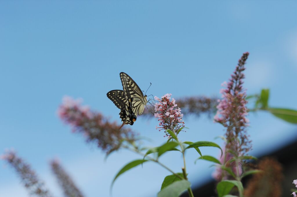 青空とブッドレアとナミアゲハDSC_4365