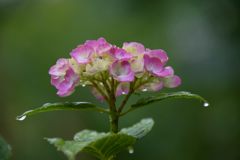 雨上がりの朝に咲く　　DSC_2404