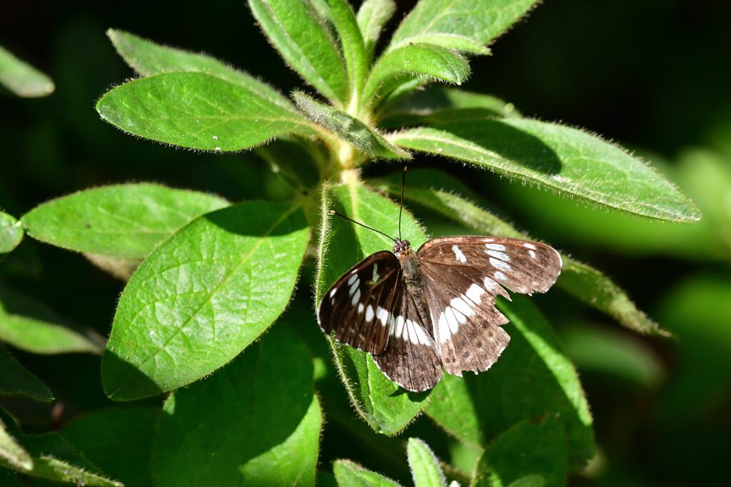 アサマイチモンジ　１　　　DSC_1167