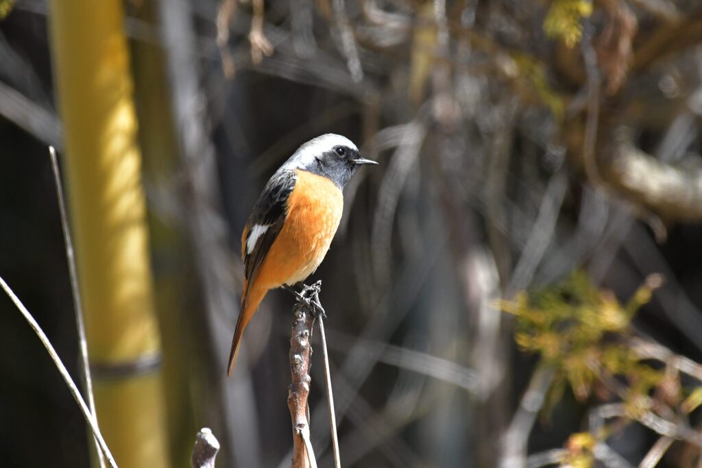 ジョウビタキ　２　DSC_5215