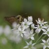 ニラの花にセセリチョウ　　DSC_3341